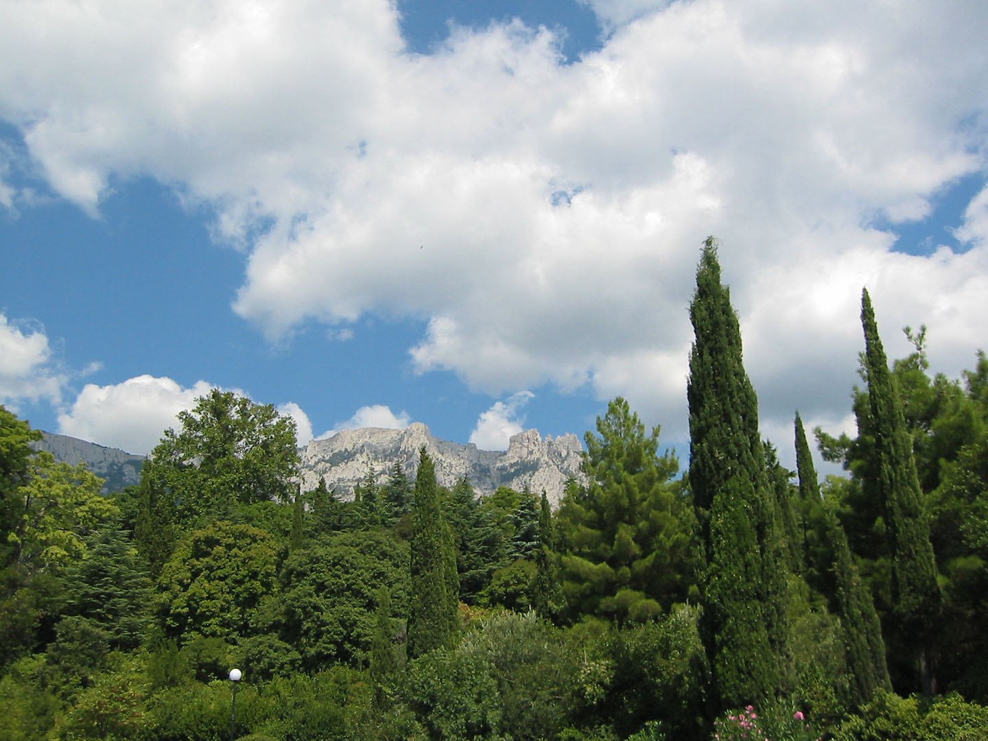 Леса крыма фото. Хвойный лес в Крыму. Хвойный лес Ялты. Деревья Крымского леса. Лесное (Крым).