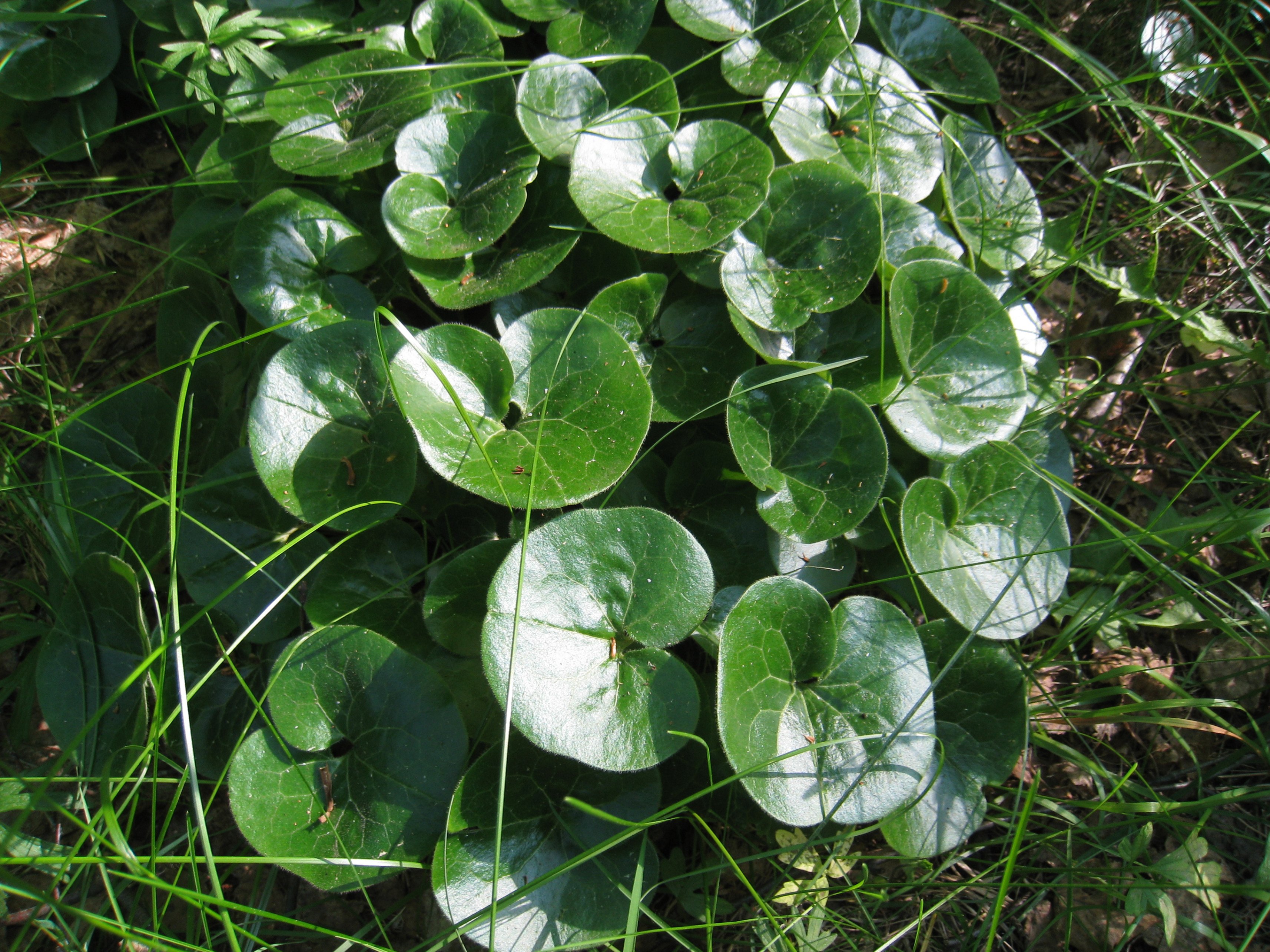 Копытень. Копытень Европейский. Копытень Европейский Asarum europaeum. Копытень Зибольда. Копытень Европейский Кислица.