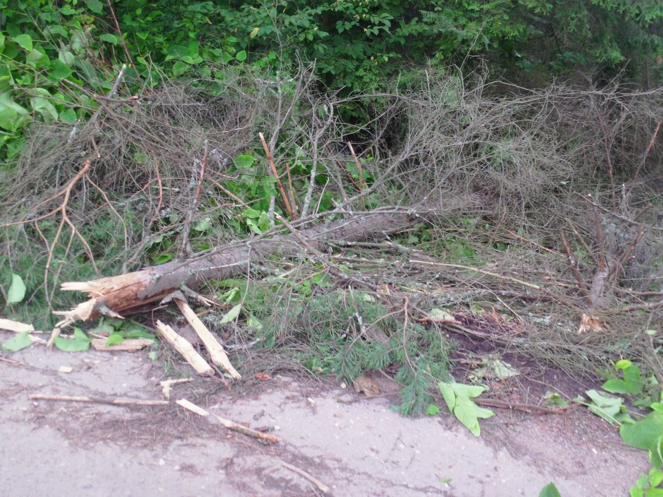 Сломанное дерево после урагана