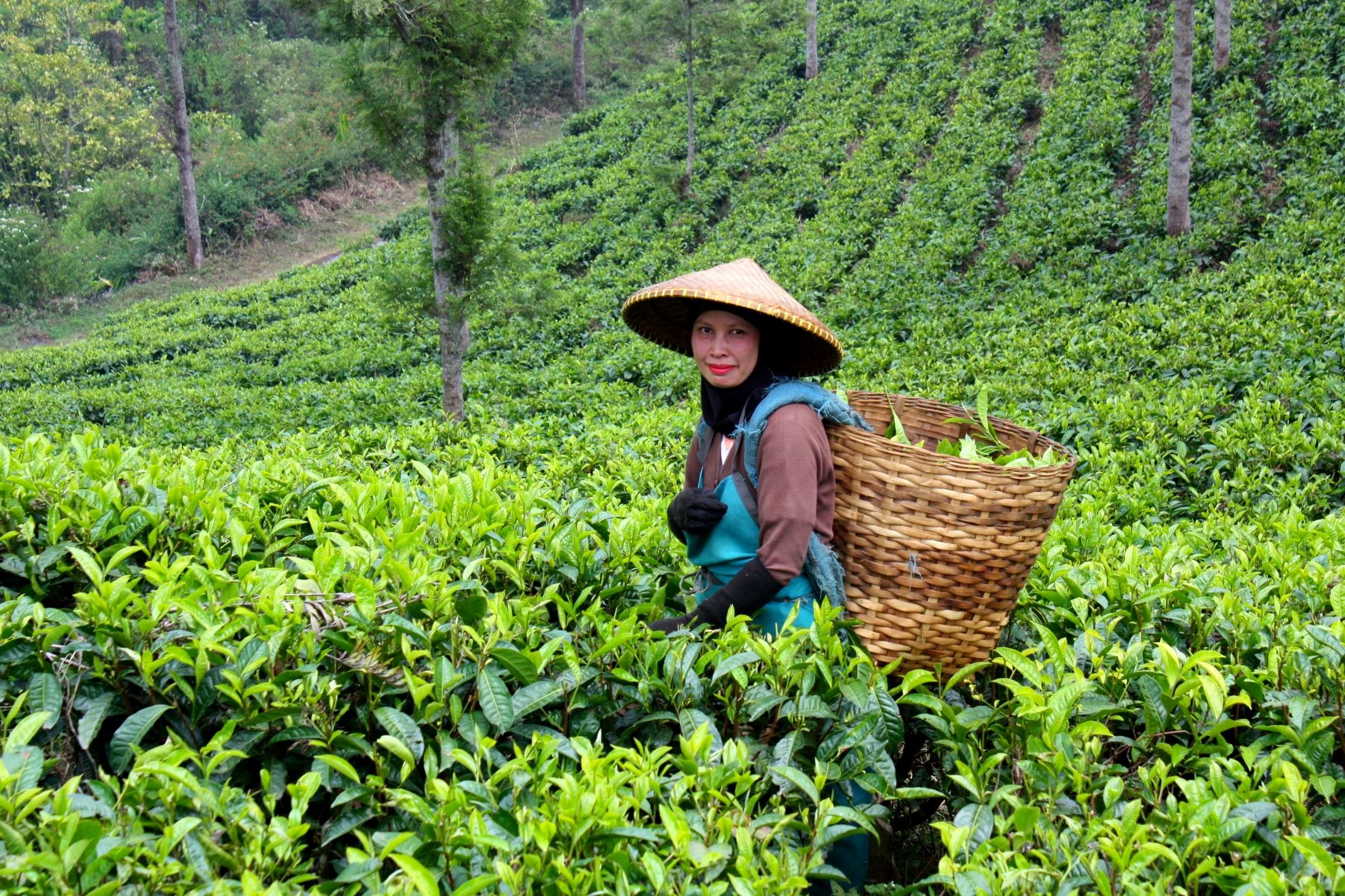 Хозяйство малайзии. Юньнань чайные плантации. Бангладеш чайные плантации. Шри Ланка Вьетнам чайные плантации. Чайная плантация Кичмай.
