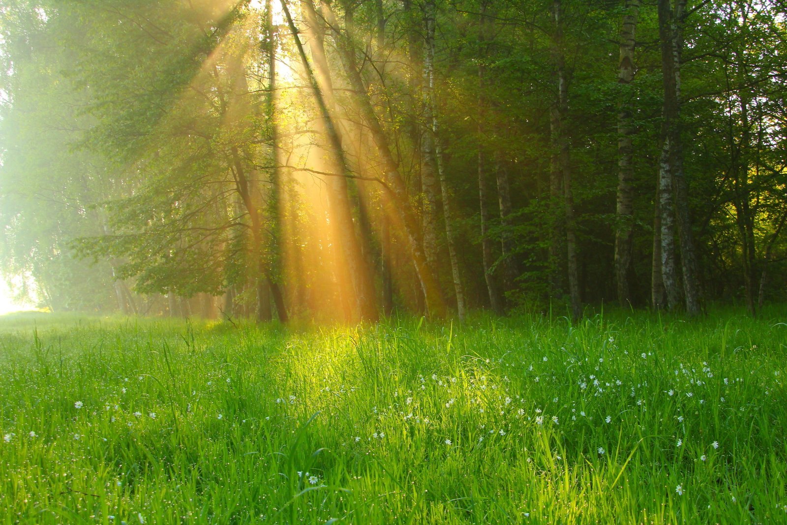 Добрый луч света. Природа солнце. Утро природа. "Солнце в лесу". Поляна с лучами солнца.