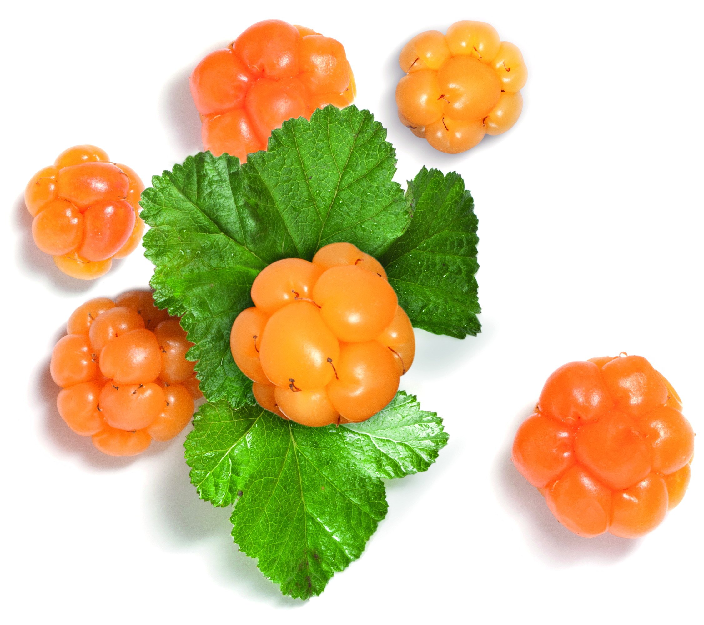 Морошка ягода куст. Морошка (Rubus chamaemorus). Морошка ягода для детей. Выращивание морошки.