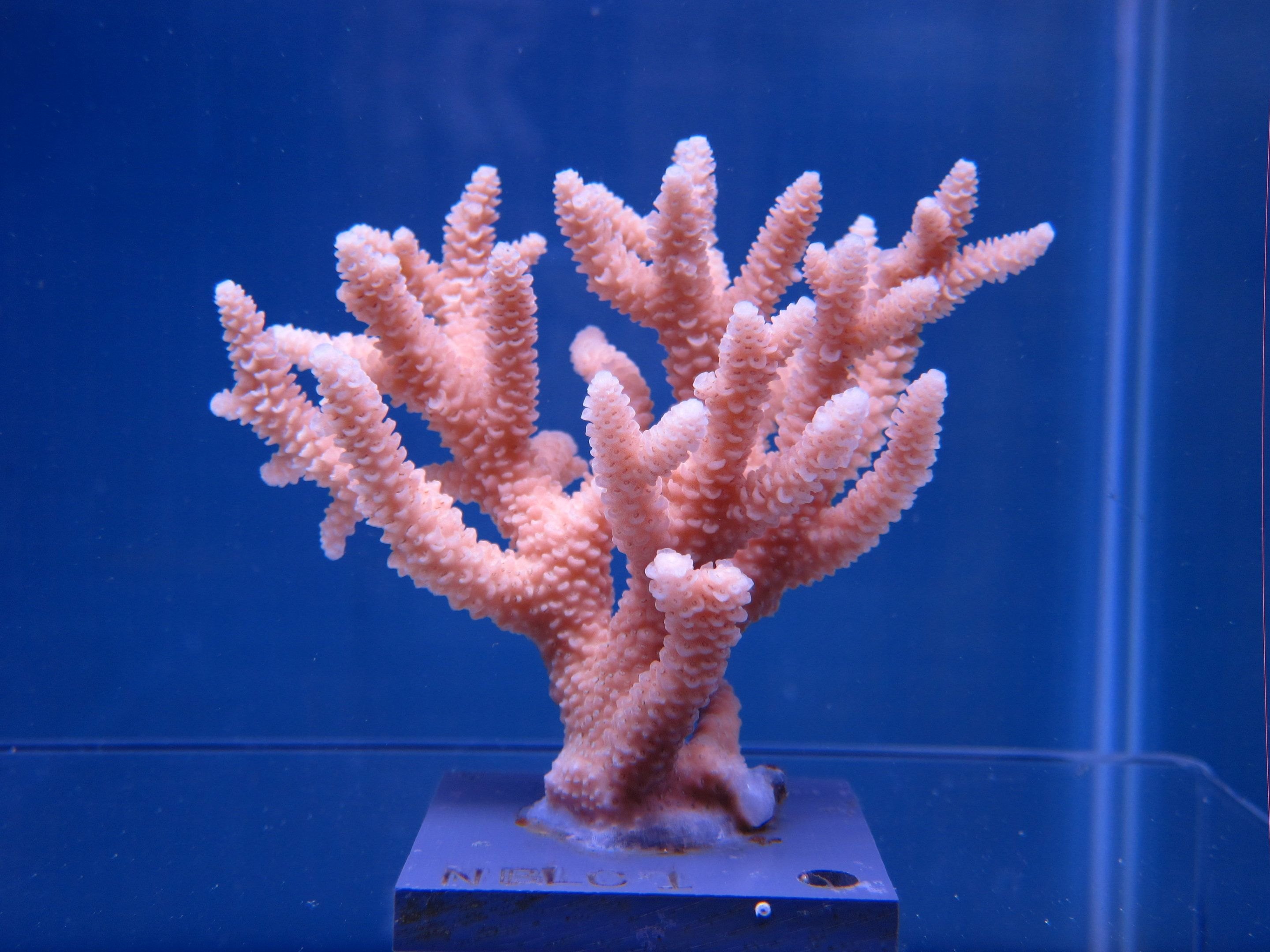 Coral video. Коралл Стагхорн. Кустистый коралл. Акропора humilis. Саркофитон коралл.