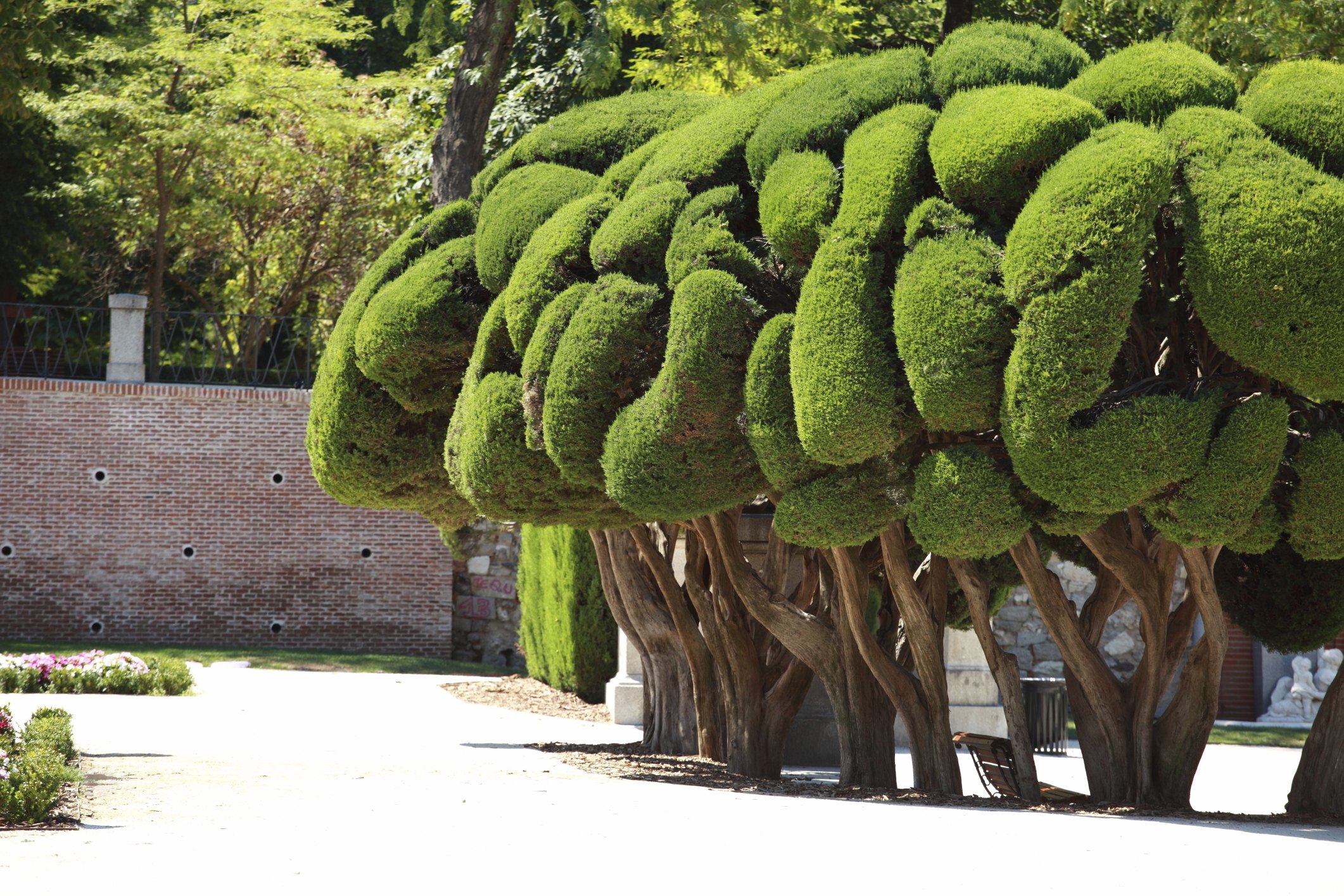 Дерево округлой формы. Мадрид парк Ретиро деревья. Топиарное искусство стрижка туи. Топиарная стрижка кипарисовика. Топиарная стрижка куст.
