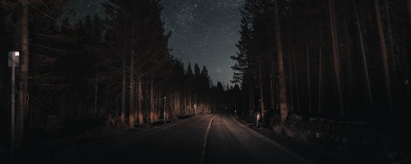 Мрачный еловый лес