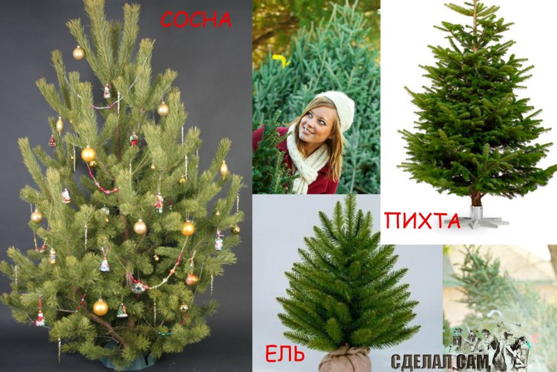 Отличие ели от сосны