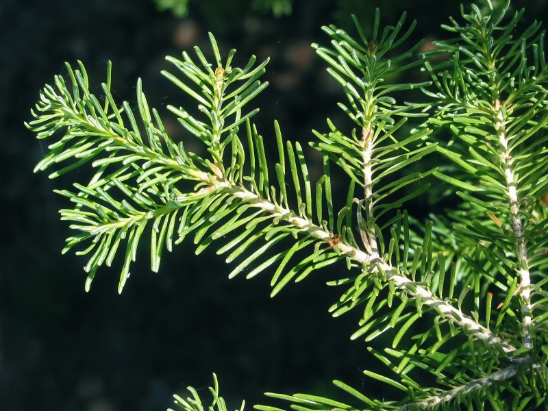 Kaemingk ель Сосновая Иголочка 0.45