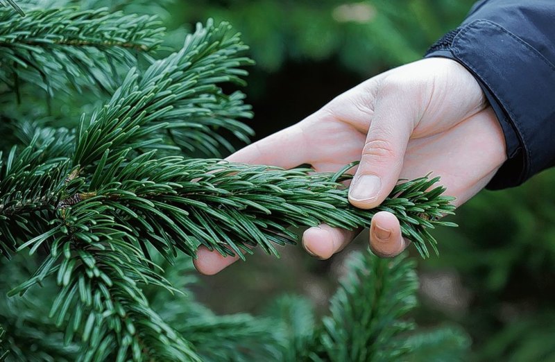 Ель елка сосна пихта