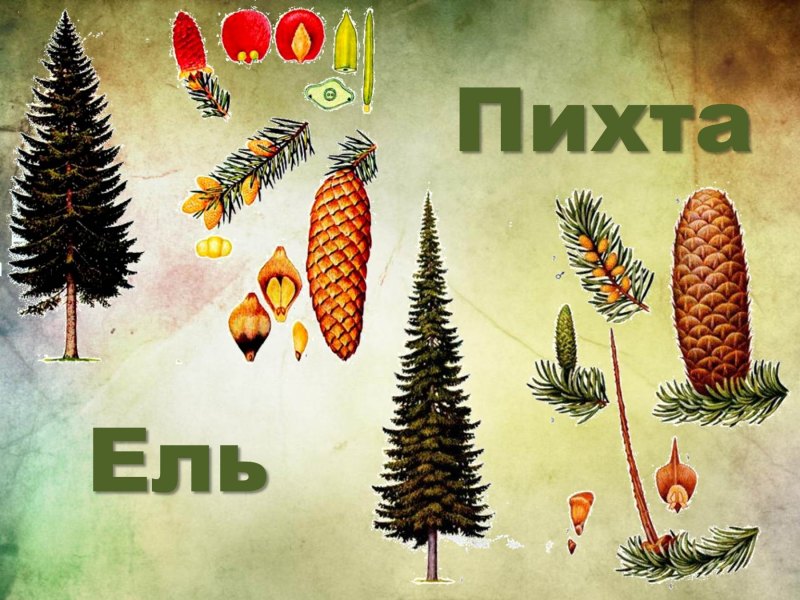 Пихта ель и сосна отличия