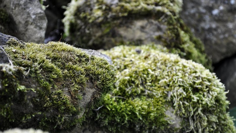 Карелия камни и мох