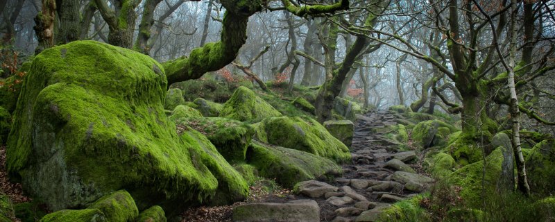 Скалы покрытые мхом