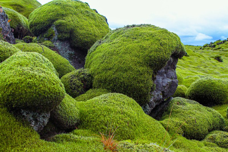 Мох Тиангаро