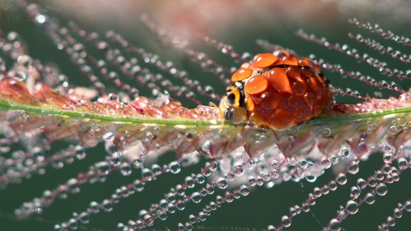 Листья с капельками воды
