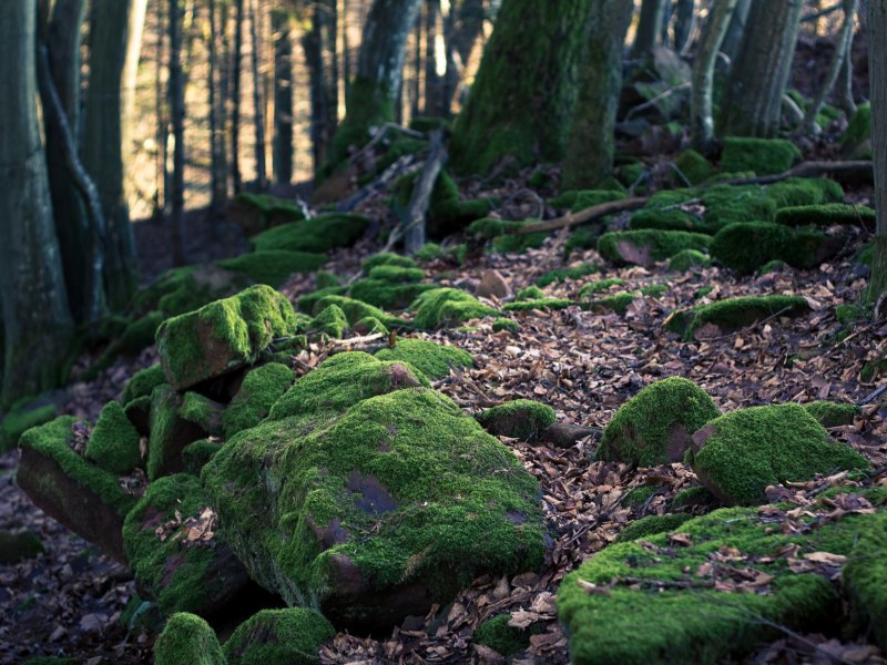 Камни с мхом в реке