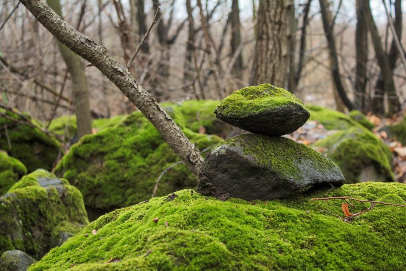 Камень в лесу