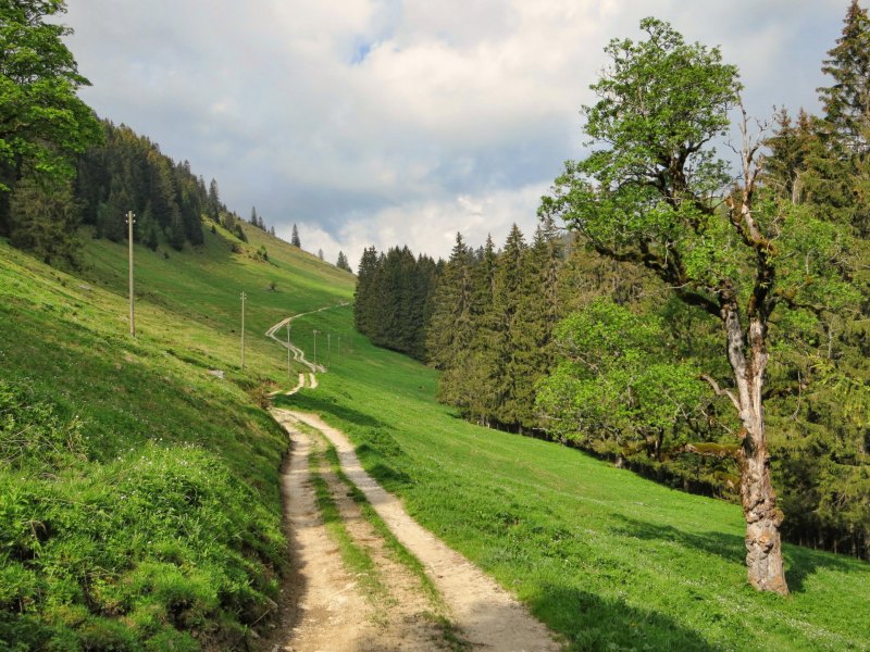 Швейцария лес тропа