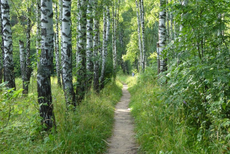 Березовая роща Кузнецк