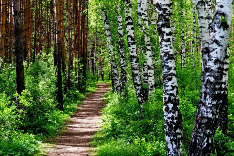 Березовая роща Хабаровск