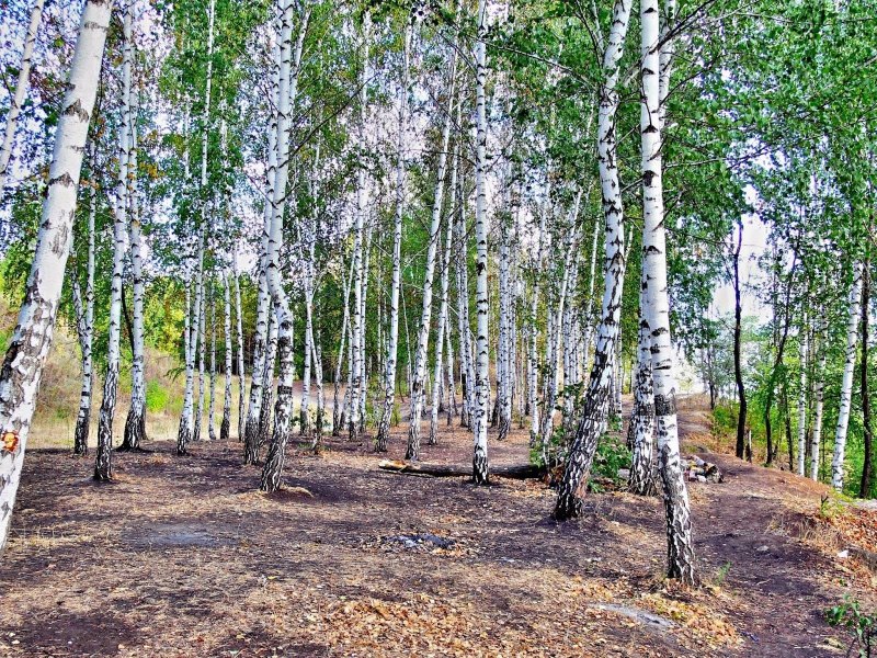 Березовая роща Омск