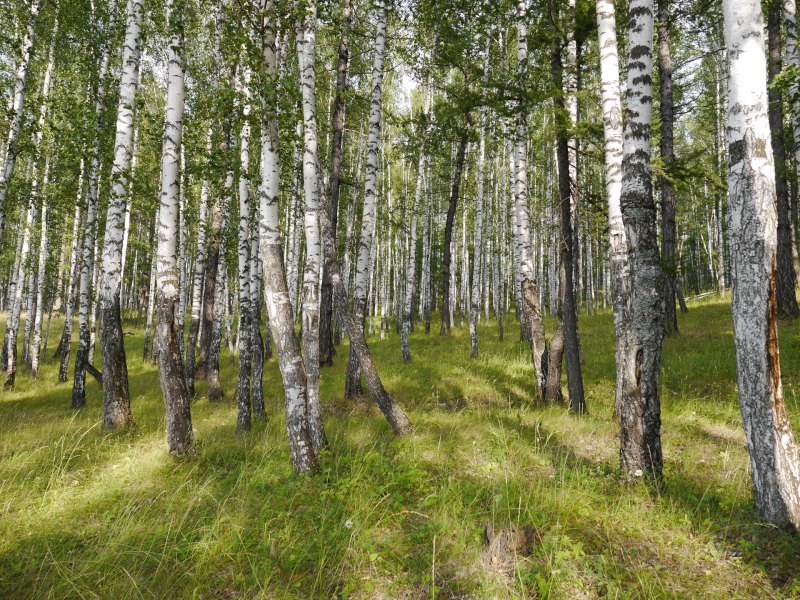 Насибаш Березовая роща