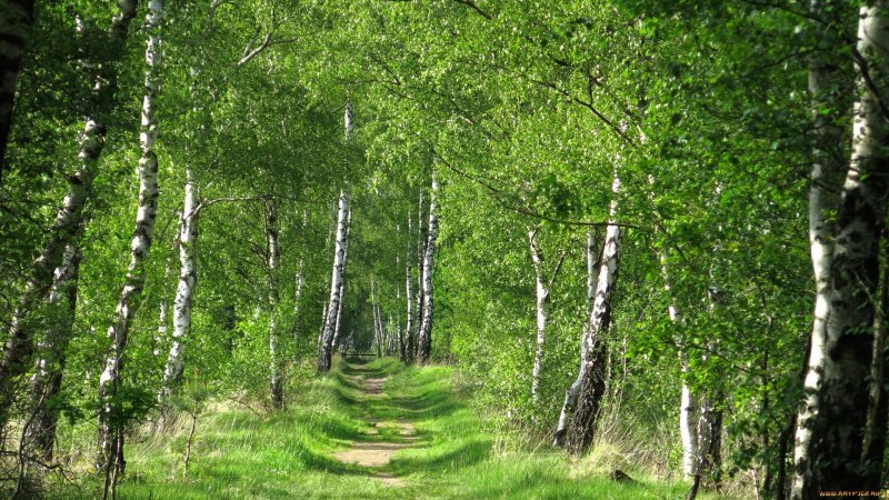Березовая роща Брянск