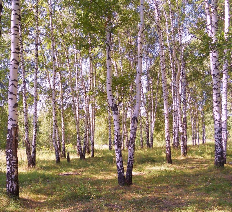 Березовая роща Саратов