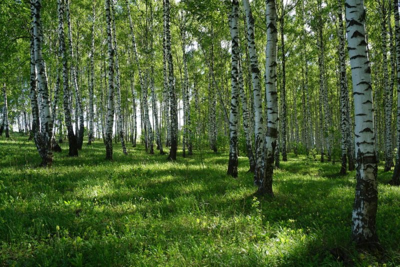 Березовая роща