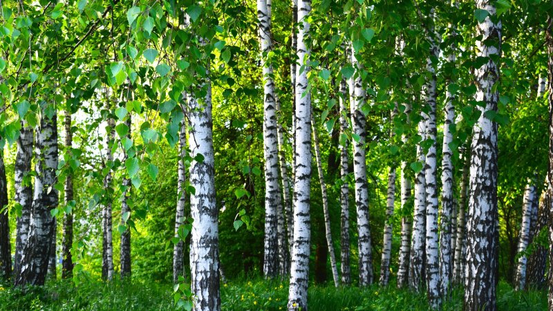 Березовая роща Навля