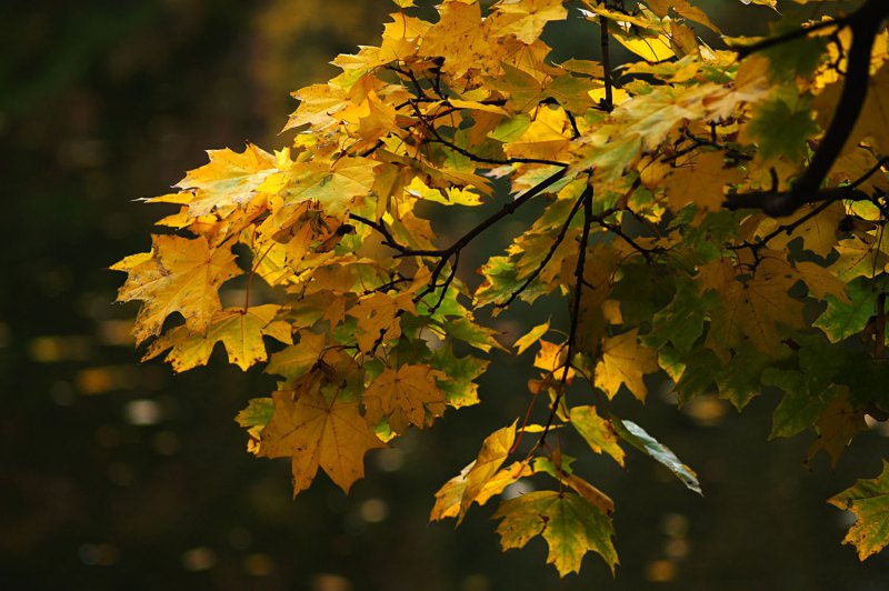 Клен серебристый Acer saccharinum