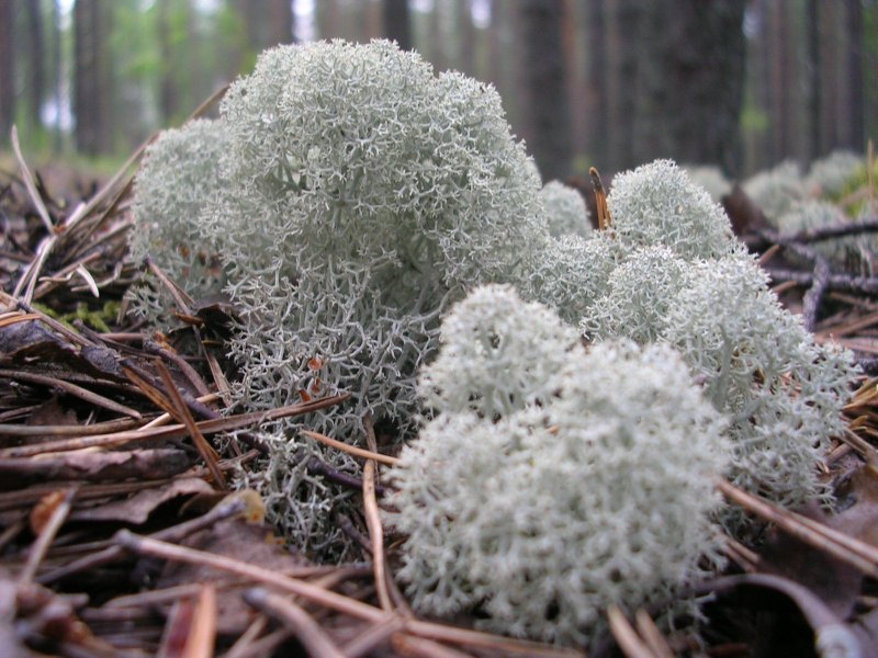 Олений мох кладония