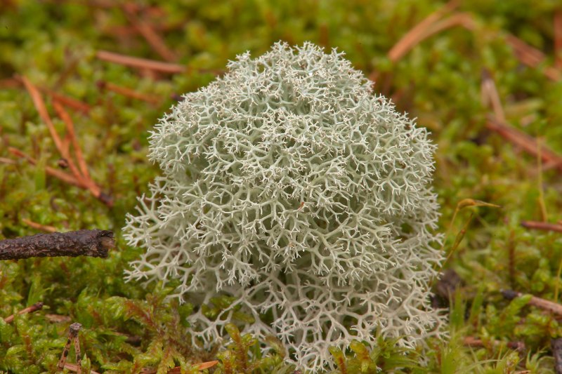 Кладония ягель