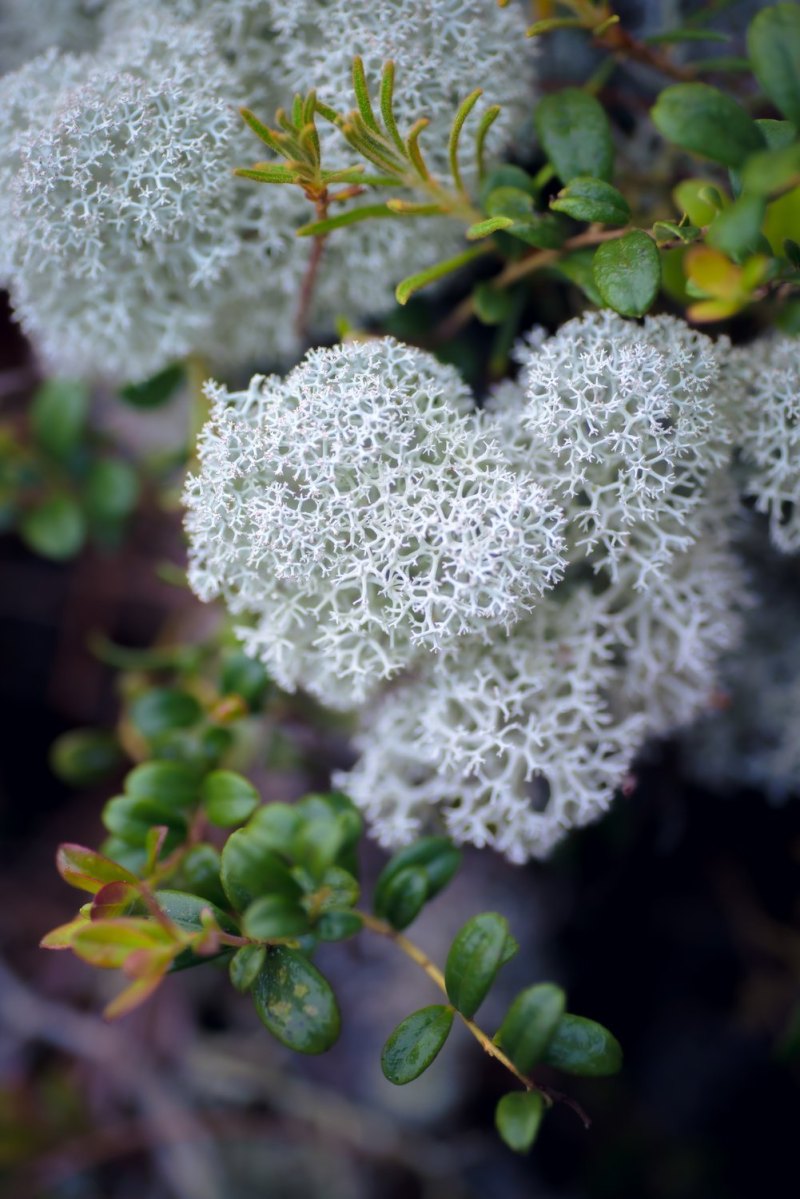 Кладония Оленья