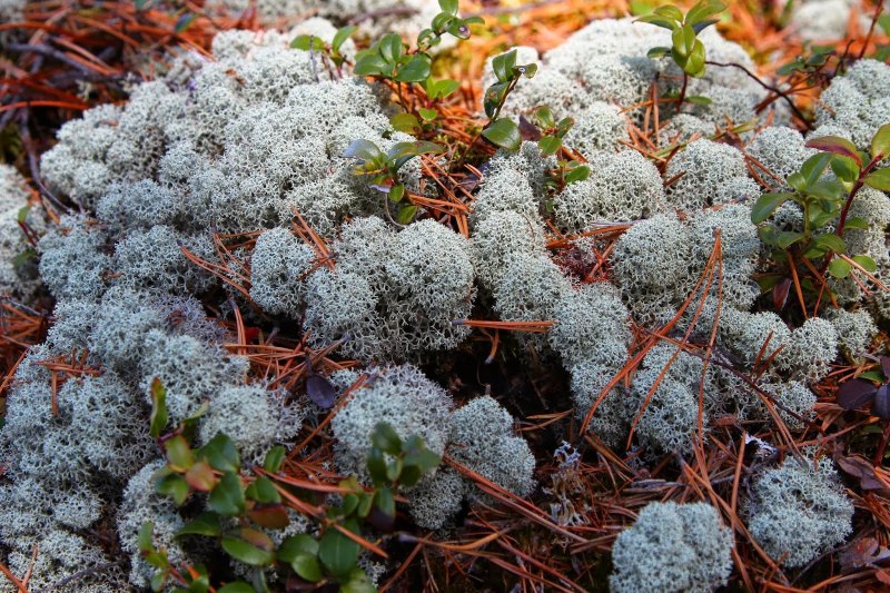 Ягель мох Хибины