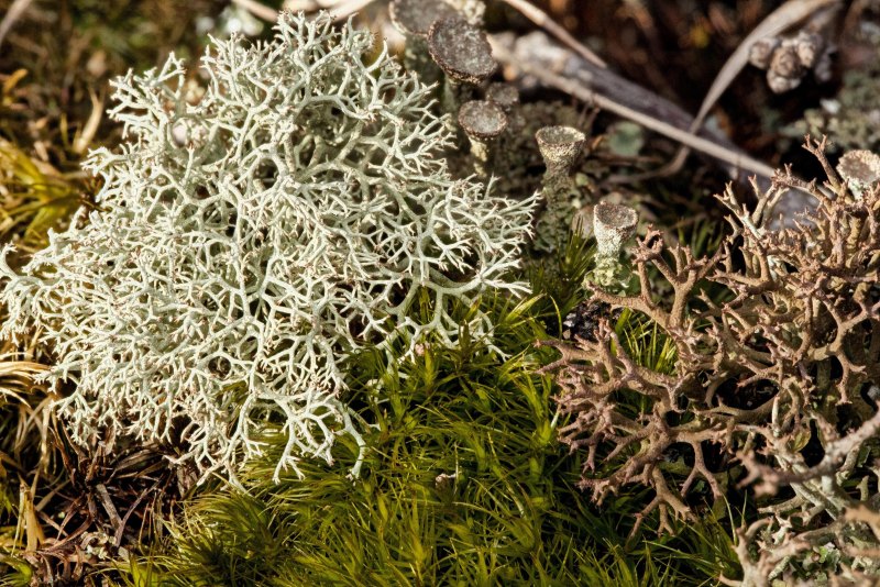 Олений лишайник (кладония).