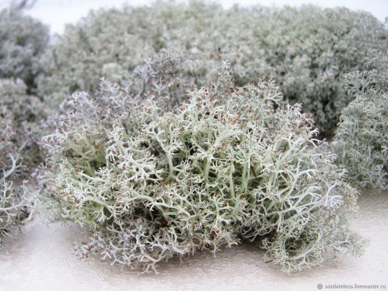 Белый мох кладония