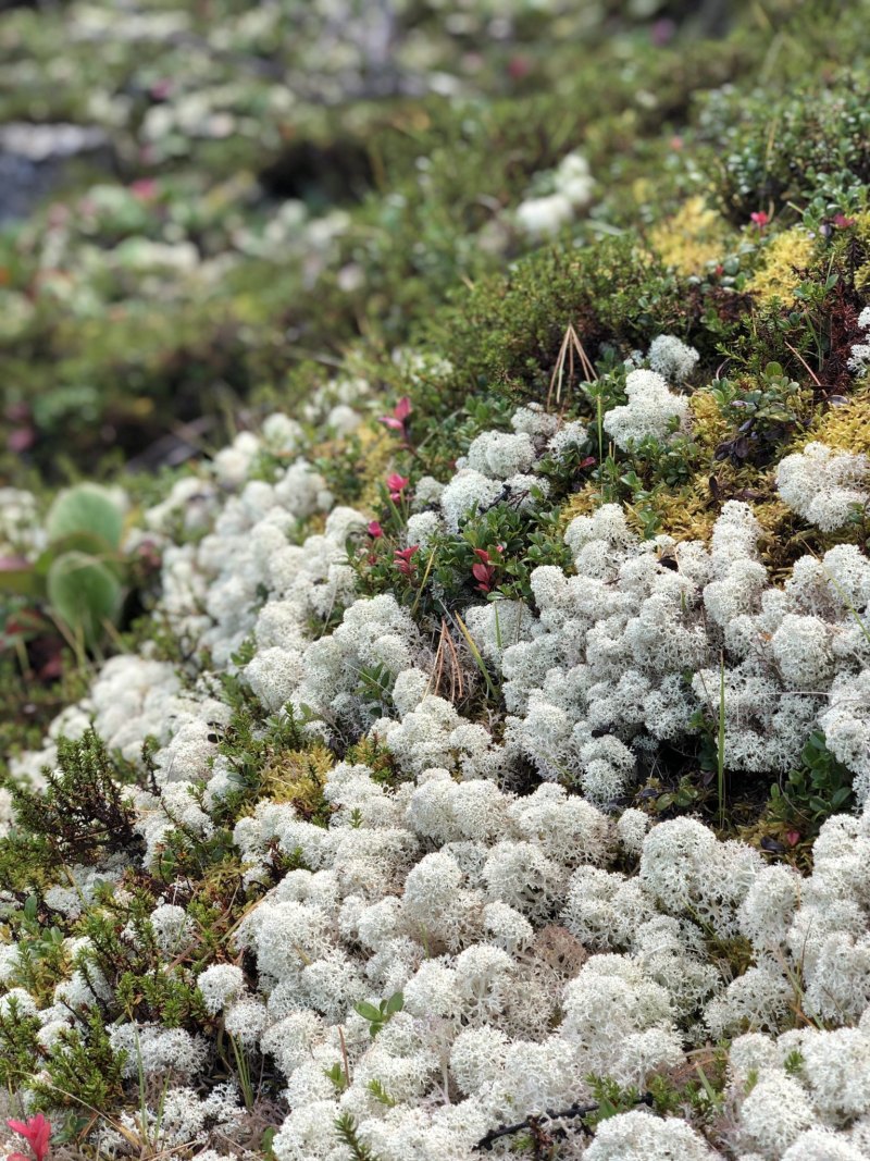 Ягель Олений мох