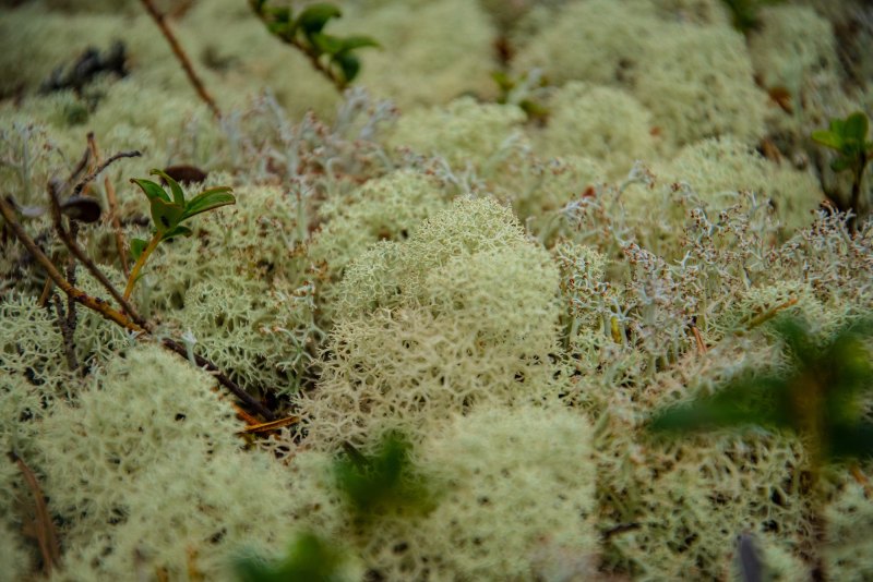 Мох кладония