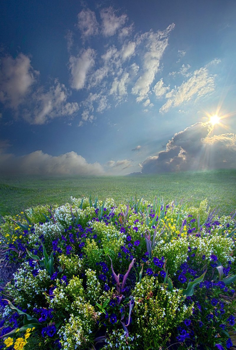 Луговые цветы