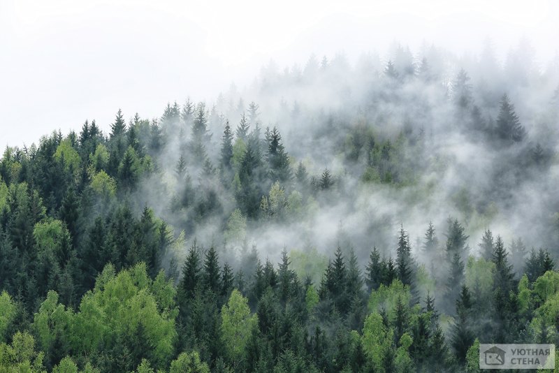 Туманный хвойный лес