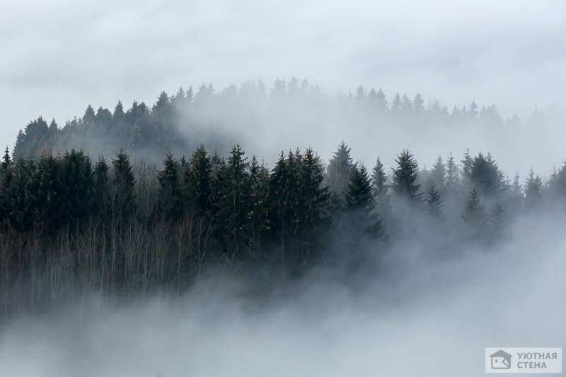HDRI туманный лес