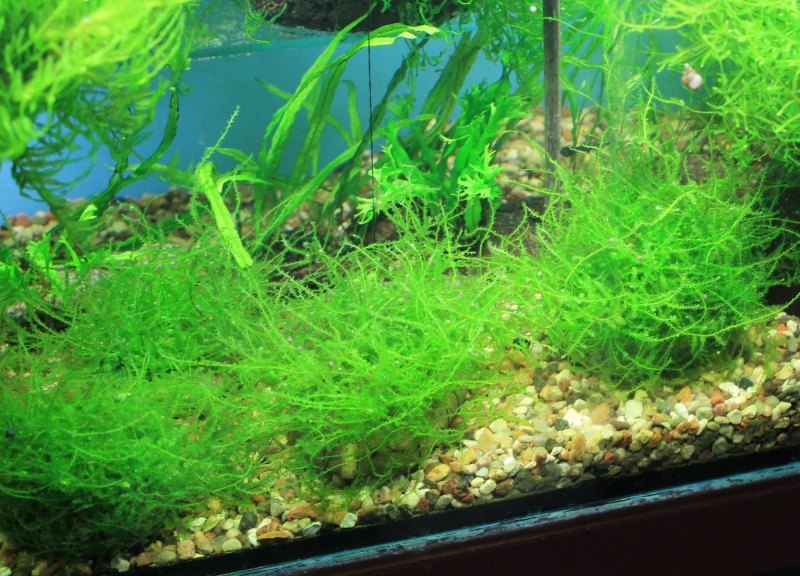 Яванский мох