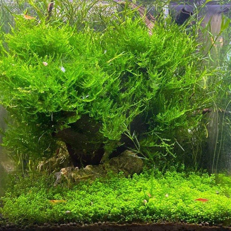 Паутина или мох в аквариуме в аквариуме