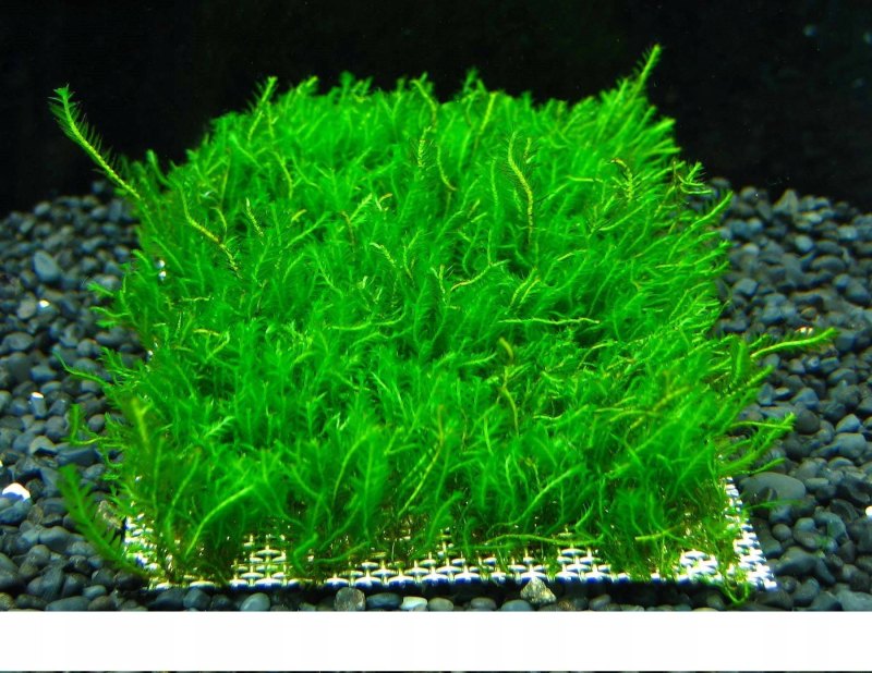 Мох на лаве купить