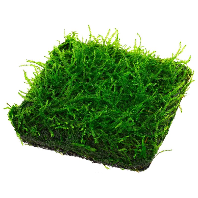 Мох Гиант (Taxiphyllum SP. - Giant Moss)