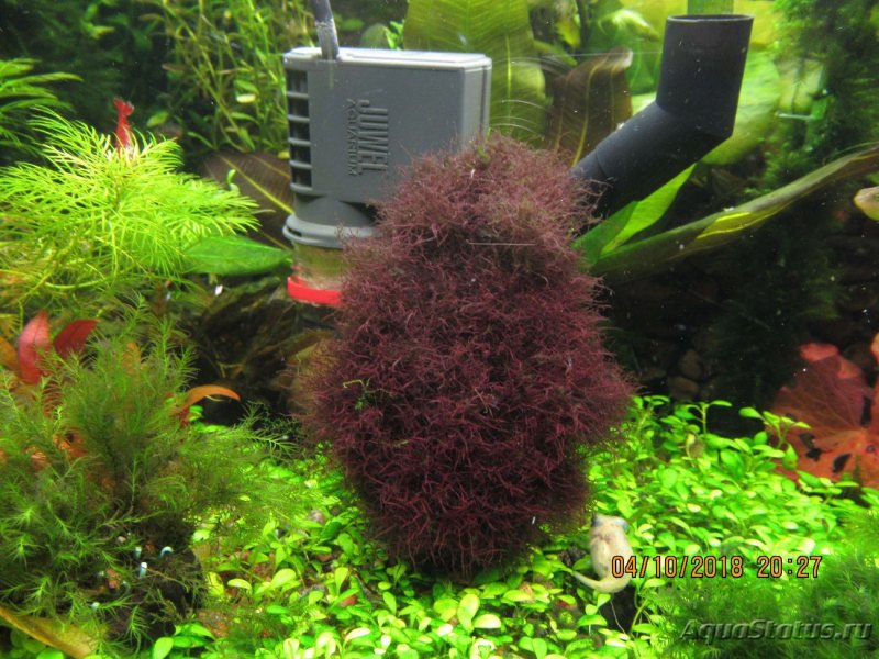 Торея реснитчатая