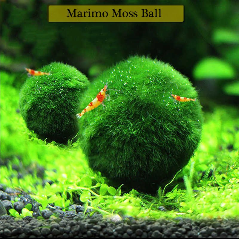 Мох рассада