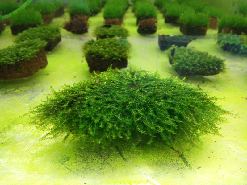 Jungermannia pseudocyclops (мох Юнгермания)