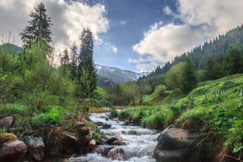 Природа Кавказ лес река