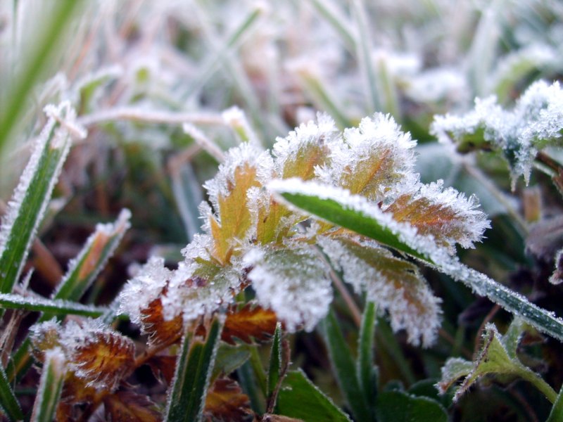 Растение под солнцем