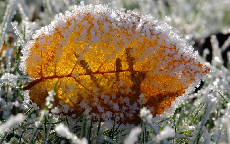 Зимние цветочки